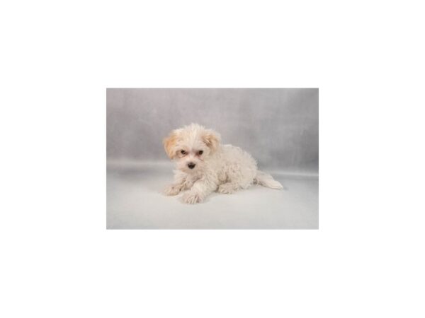 [#29363] White Male Maltese/Yorkshire Terrier Puppies For Sale