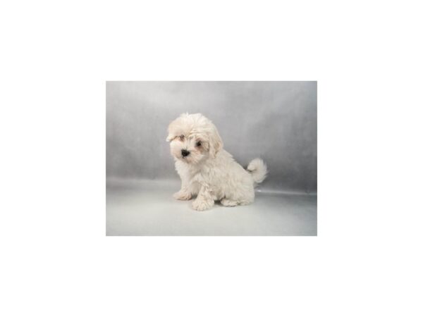 [#29364] White Female Coton De Tulear Puppies For Sale