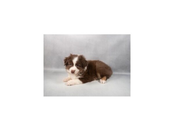 [#29365] Red and Tan Male Toy Australian Shepherd Puppies For Sale