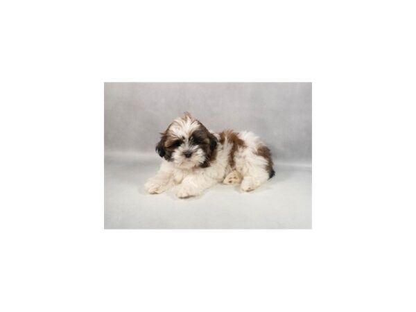 [#90063] Gold and White Female Shih Tzu Puppies For Sale