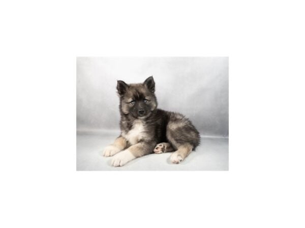 [#29367] Agouti and white Male Siberian Husky Puppies For Sale