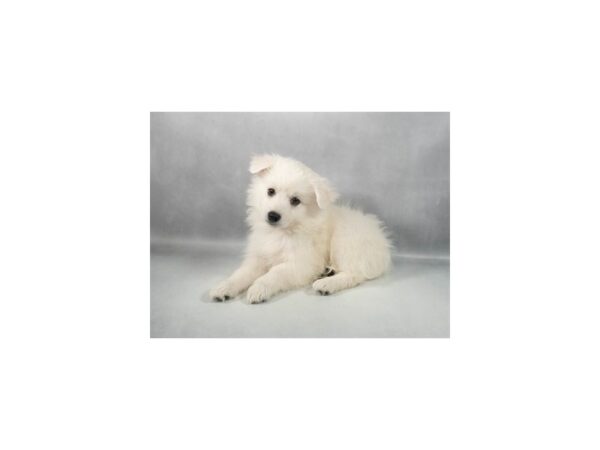 [#29368] White Male American Eskimo Puppies For Sale