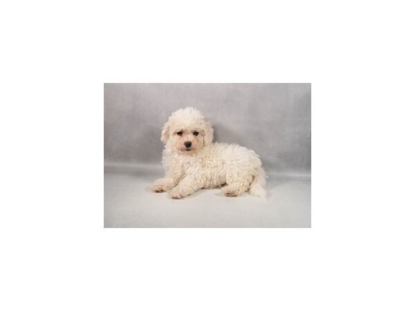 [#29369] White Female Bichon Frise/Poodle Puppies For Sale