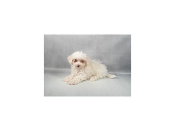 [#29370] White Male Maltese Puppies For Sale