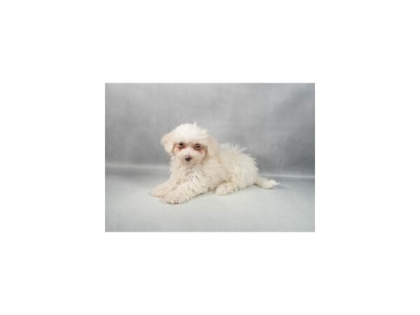 [#90067] White Male Maltese Puppies For Sale