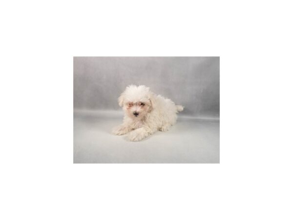 [#29371] White Female Maltese Puppies For Sale