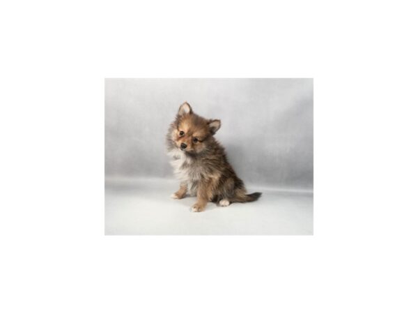 [#29373] Orange Sable Female Pomeranian Puppies For Sale