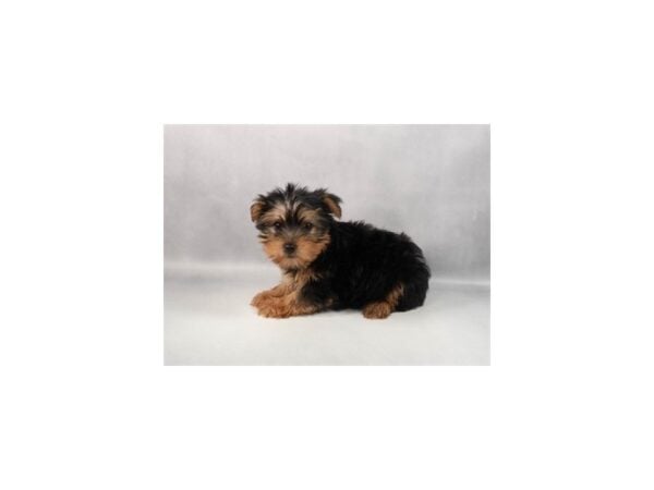 [#29374] Black and Tan Female Yorkshire Terrier Puppies For Sale