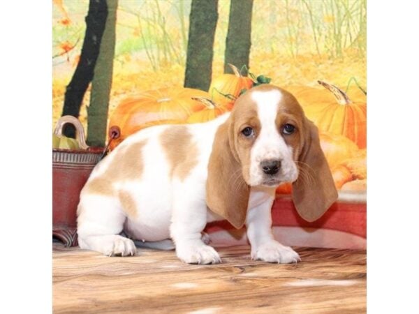 [#29375] White / Red Female Basset Hound Puppies For Sale