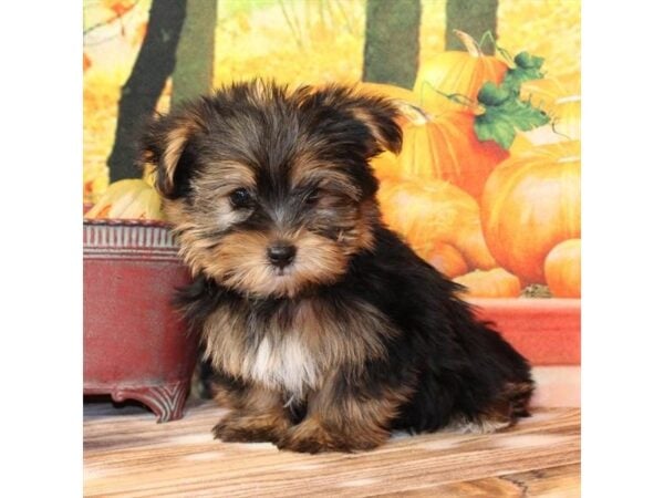 [#29376] Black / Tan Male Yorkshire Terrier Puppies For Sale