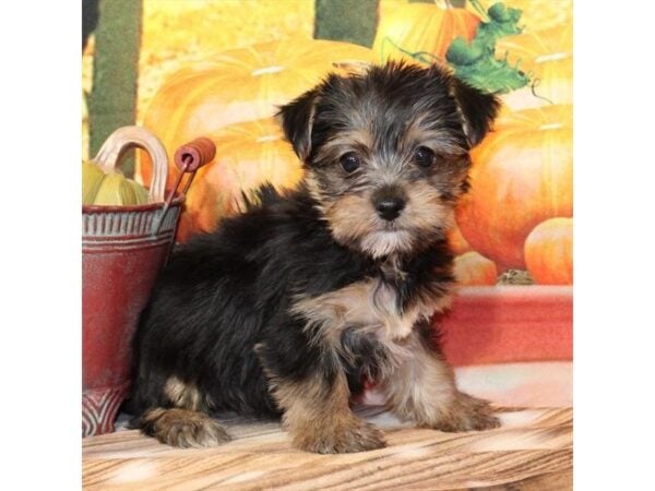 [#29377] Black / Tan Female Yorkshire Terrier Puppies For Sale