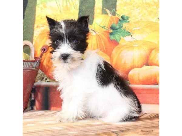 [#29378] White / Black Female Miniature Schnauzer Puppies For Sale
