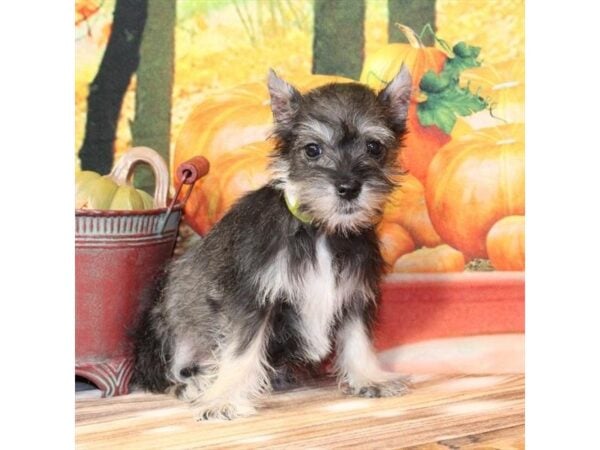 [#29379] Salt / Pepper Female Miniature Schnauzer Puppies For Sale