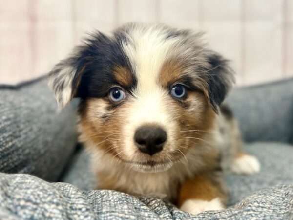 [#29331] Blue Merle Female Miniature Australian Shepherd Puppies For Sale