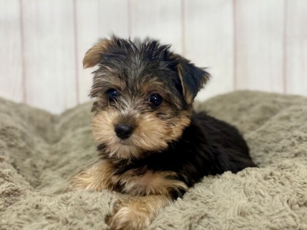[#29377] Black / Tan Female Yorkshire Terrier Puppies For Sale