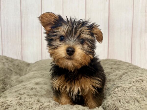 [#29374] Black and Tan Female Yorkshire Terrier Puppies For Sale