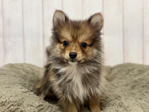 [#29373] Orange Sable Female Pomeranian Puppies For Sale