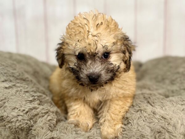[#29372] Red Female Havanese/Poodle Puppies For Sale