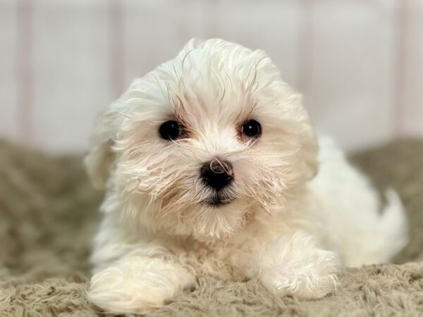 [#29371] White Female Maltese Puppies For Sale