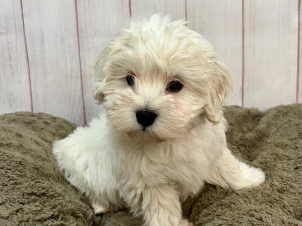 [#29364] White Female Coton De Tulear Puppies For Sale