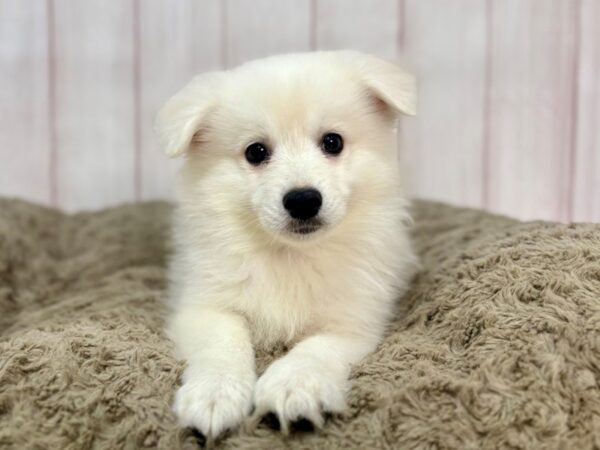 [#29368] White Male American Eskimo Puppies For Sale
