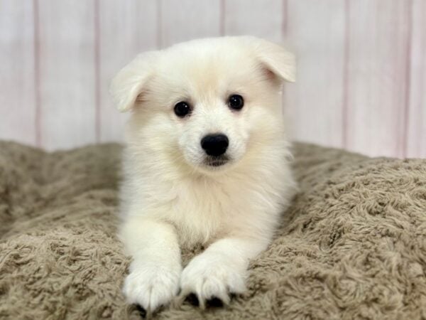 [#29368] White Male American Eskimo Puppies For Sale
