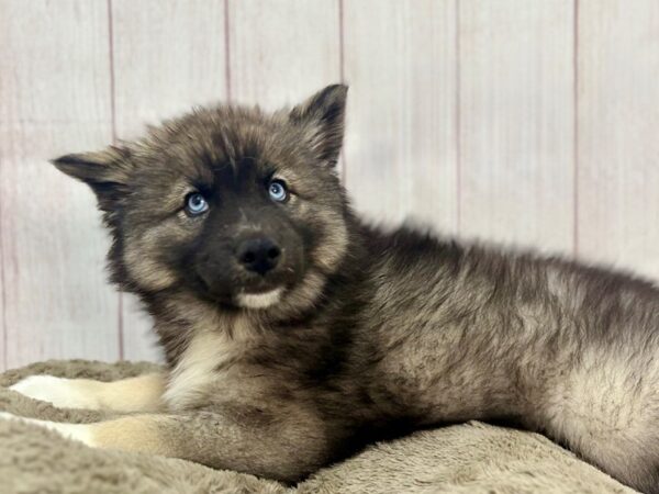 [#29367] Agouti and white Male Siberian Husky Puppies For Sale