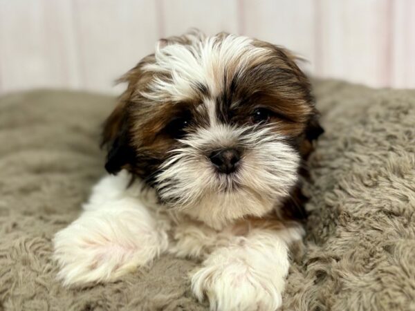 [#29366] Gold and White Female Shih Tzu Puppies For Sale