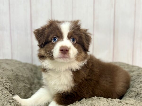 [#29365] Red and Tan Male Toy Australian Shepherd Puppies For Sale