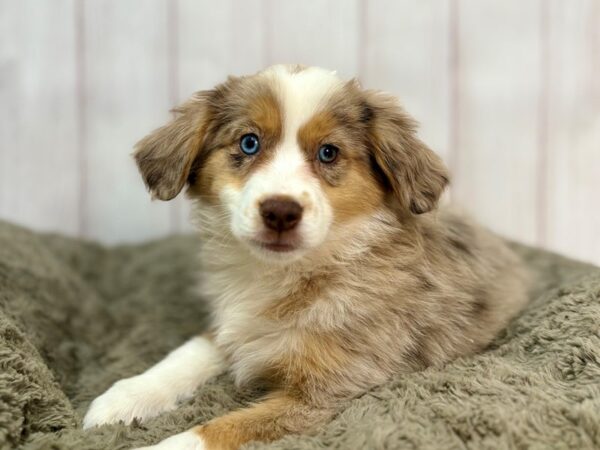 [#29362] Red Merle Female Miniature Australian Shepherd Puppies For Sale