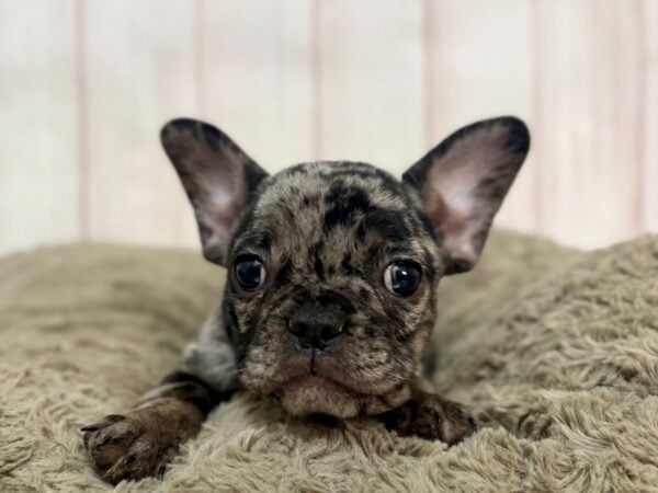[#29361] Blue Merle Female French Bulldog Puppies For Sale