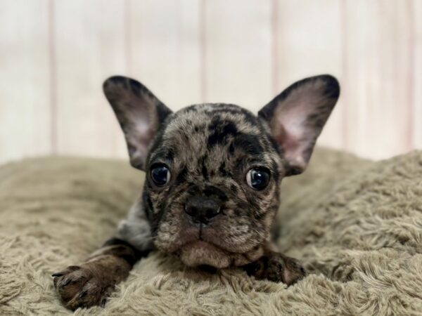 [#29361] Blue Merle Female French Bulldog Puppies For Sale