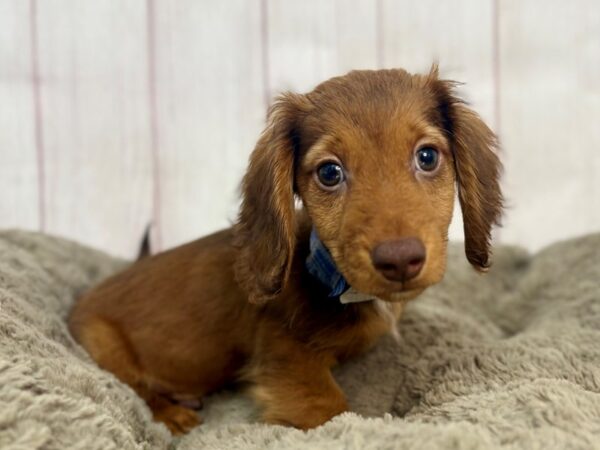 [#29360] Chocolate Male Dachshund Puppies For Sale