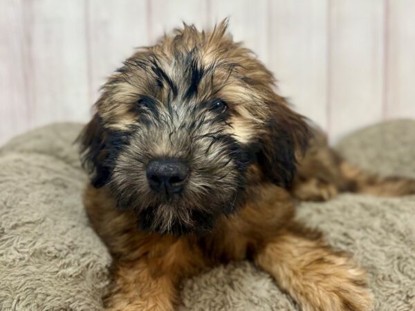 [#29359] Wheaten Female Soft Coated Wheaten Terrier Puppies For Sale