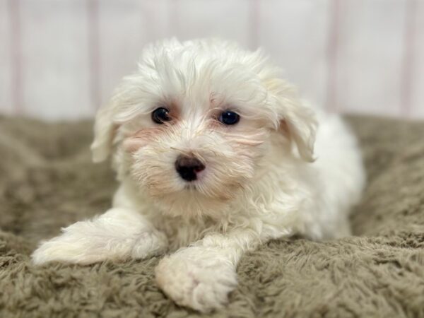 [#29370] White Male Maltese Puppies For Sale