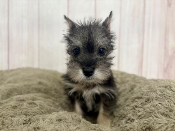 [#29379] Salt / Pepper Female Miniature Schnauzer Puppies For Sale