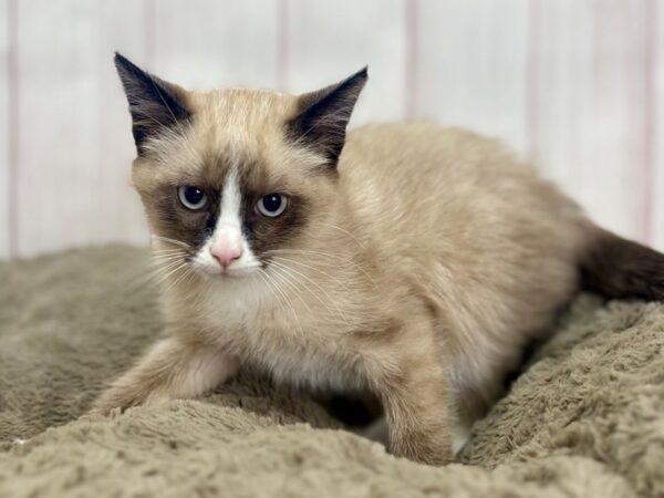 [#29380] Seal Point /w WHT markings Male Siamese  Snowshoe Kittens For Sale