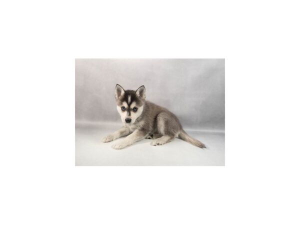 [#29385] Black and White Female Alaskan Klee Kai Puppies For Sale