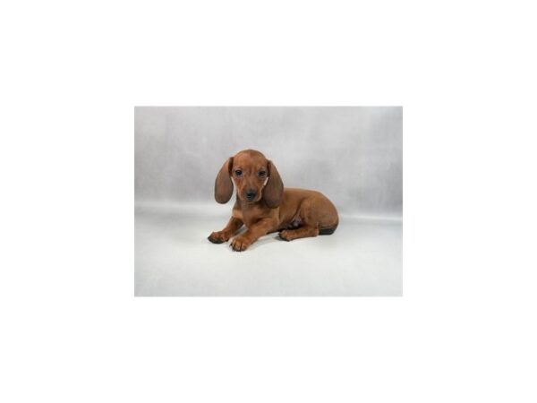 [#29387] Red Male Dachshund Puppies For Sale