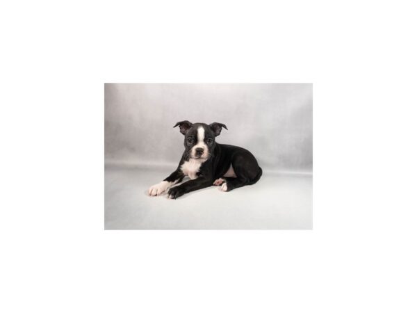 [#29388] Black and White Male Boston Terrier Puppies For Sale