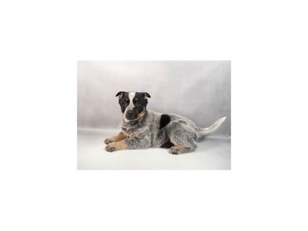 [#29389] Blue Mottled Female Australian Cattle Dog Puppies For Sale