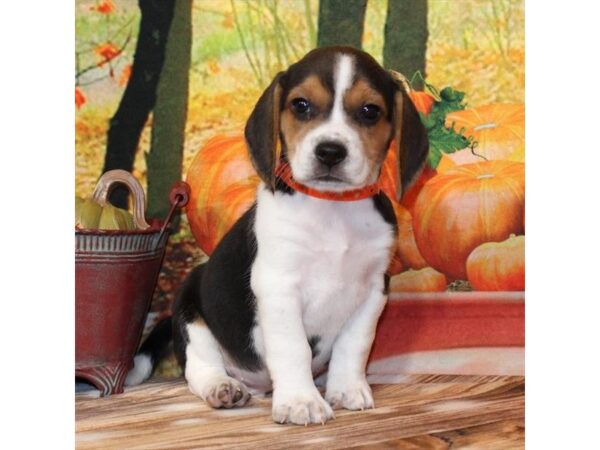 [#29393] Black White / Tan Male Beagle Puppies For Sale