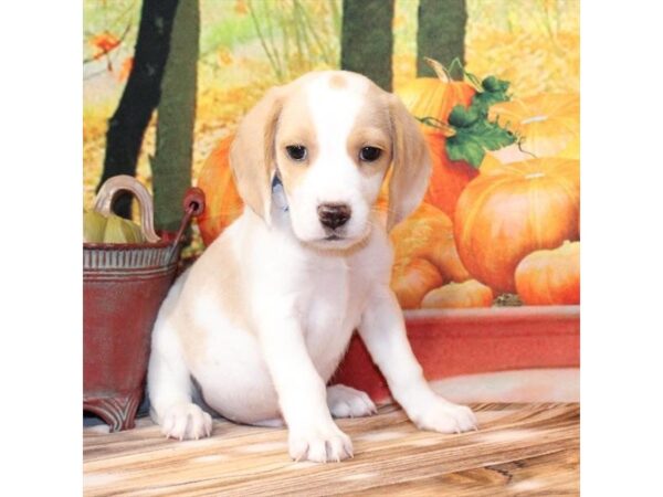 [#29394] White / Lemon Male Beagle Puppies For Sale