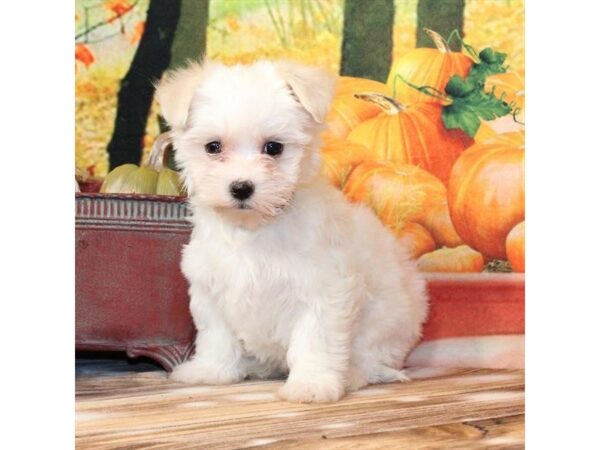 [#29395] White Female Maltese Puppies For Sale