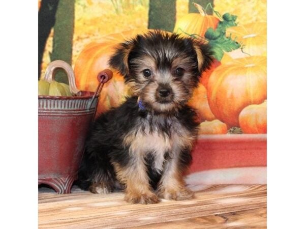 [#29396] Black / Tan Female Yorkshire Terrier Puppies For Sale
