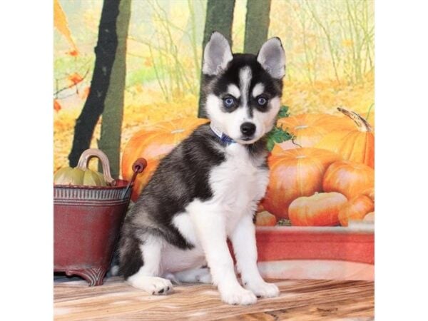 [#29397] Black / White Female Alaskan Klee Kai Puppies For Sale