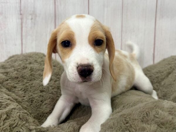 [#29394] White / Lemon Male Beagle Puppies For Sale