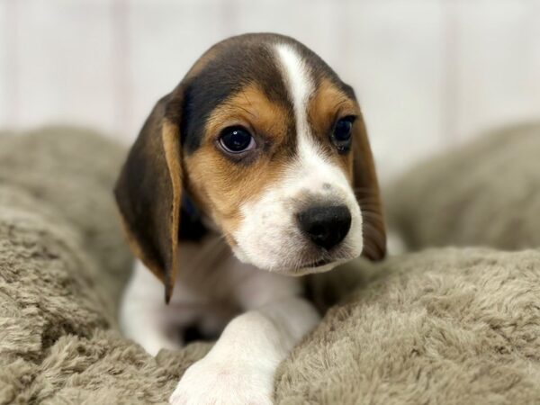 [#29393] Black White / Tan Male Beagle Puppies For Sale