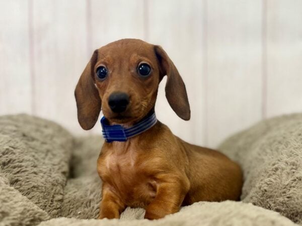 [#29387] Red Male Dachshund Puppies For Sale