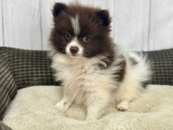 [#29160] White / Chocolate Female Pomeranian Puppies For Sale
